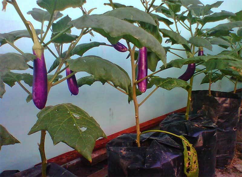 cara menanam terong ungu