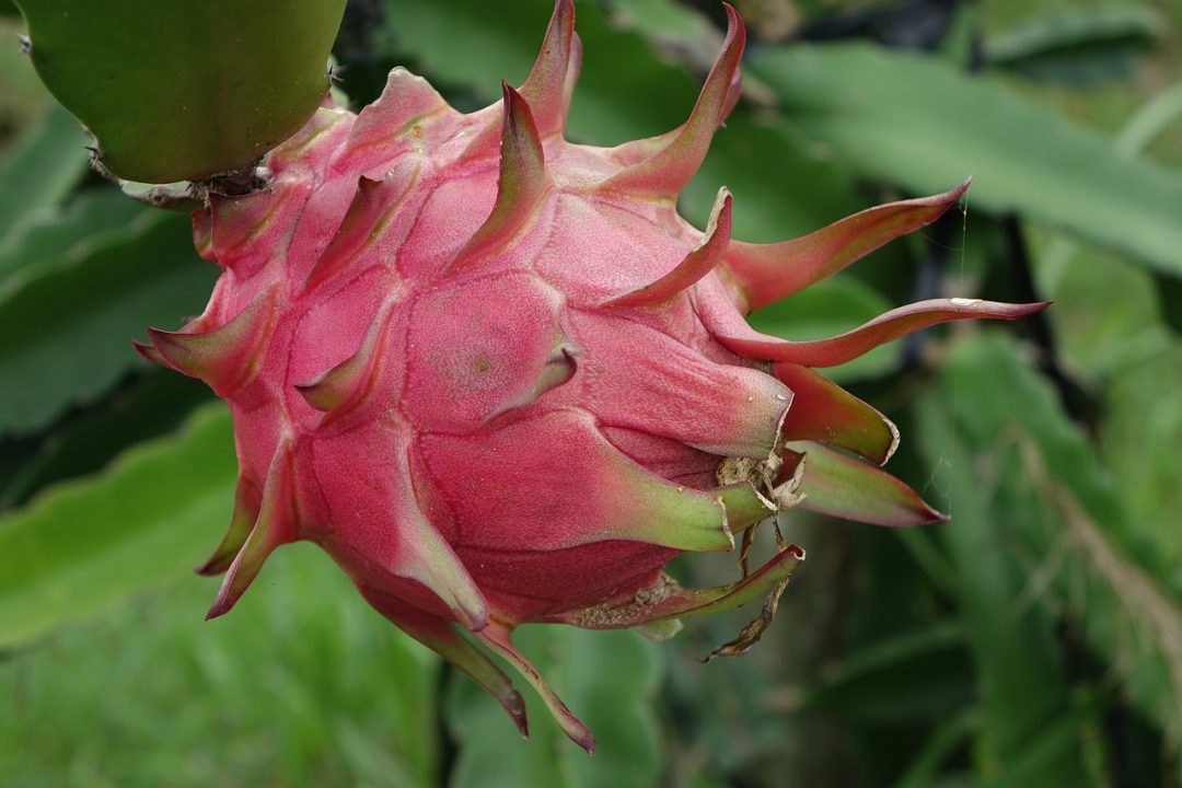 Buah Naga