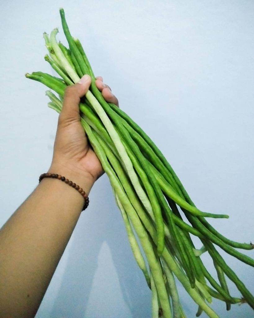 Kacang Panjang Hasil Panen dari Kebun Feri Agus Yadi