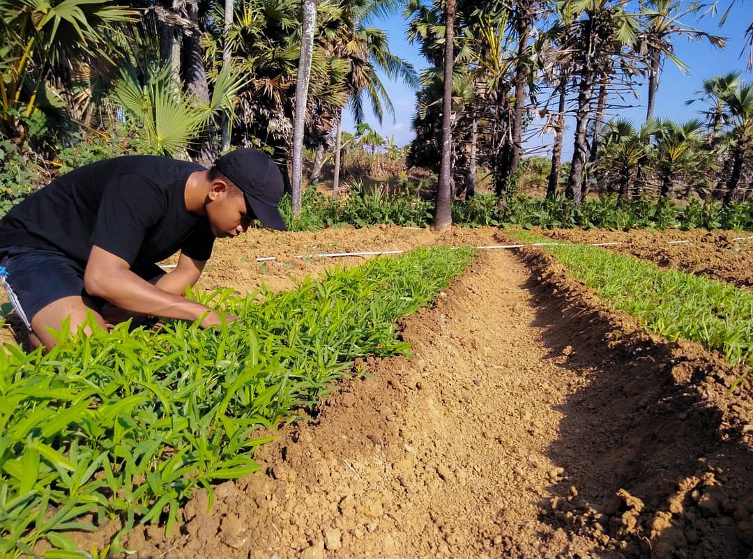Kebun Kangkung Feri Agus Yadi
