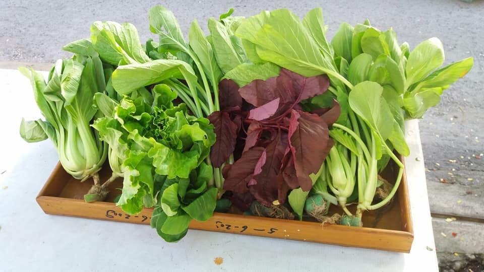 Hasil Panen Gita Yuliarti dari Teknik Hidroponik