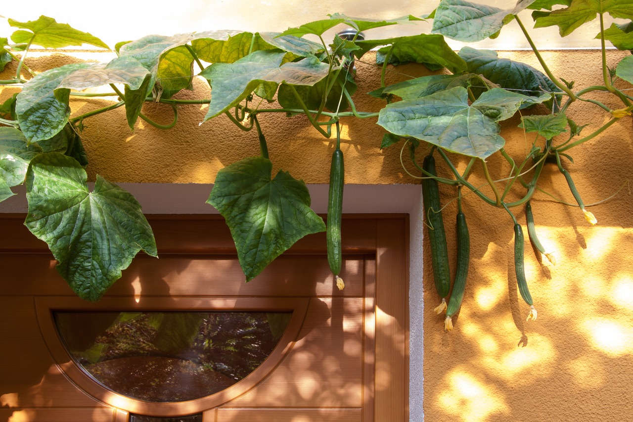 Menanam mentimun di rumah dengan urban gardening