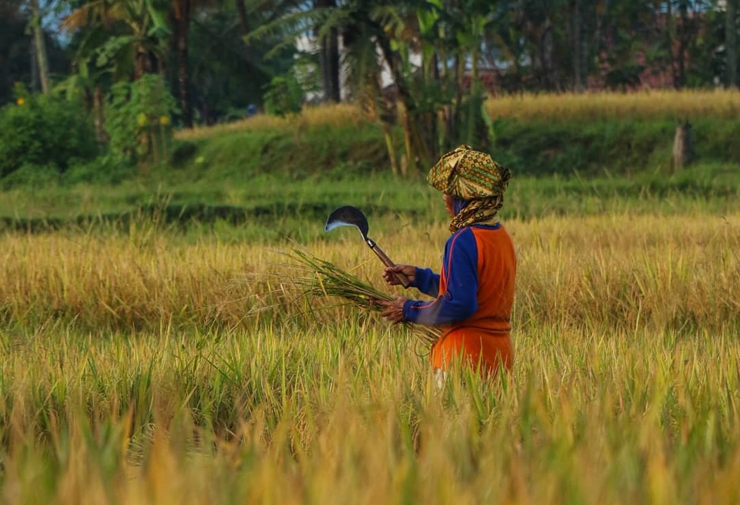 Petani dapat meningkatkan pendapatan dengan bergabung dalam koperasi pertanian