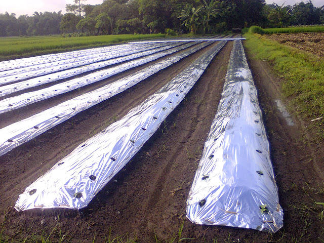 Plastik Mulsa Perak