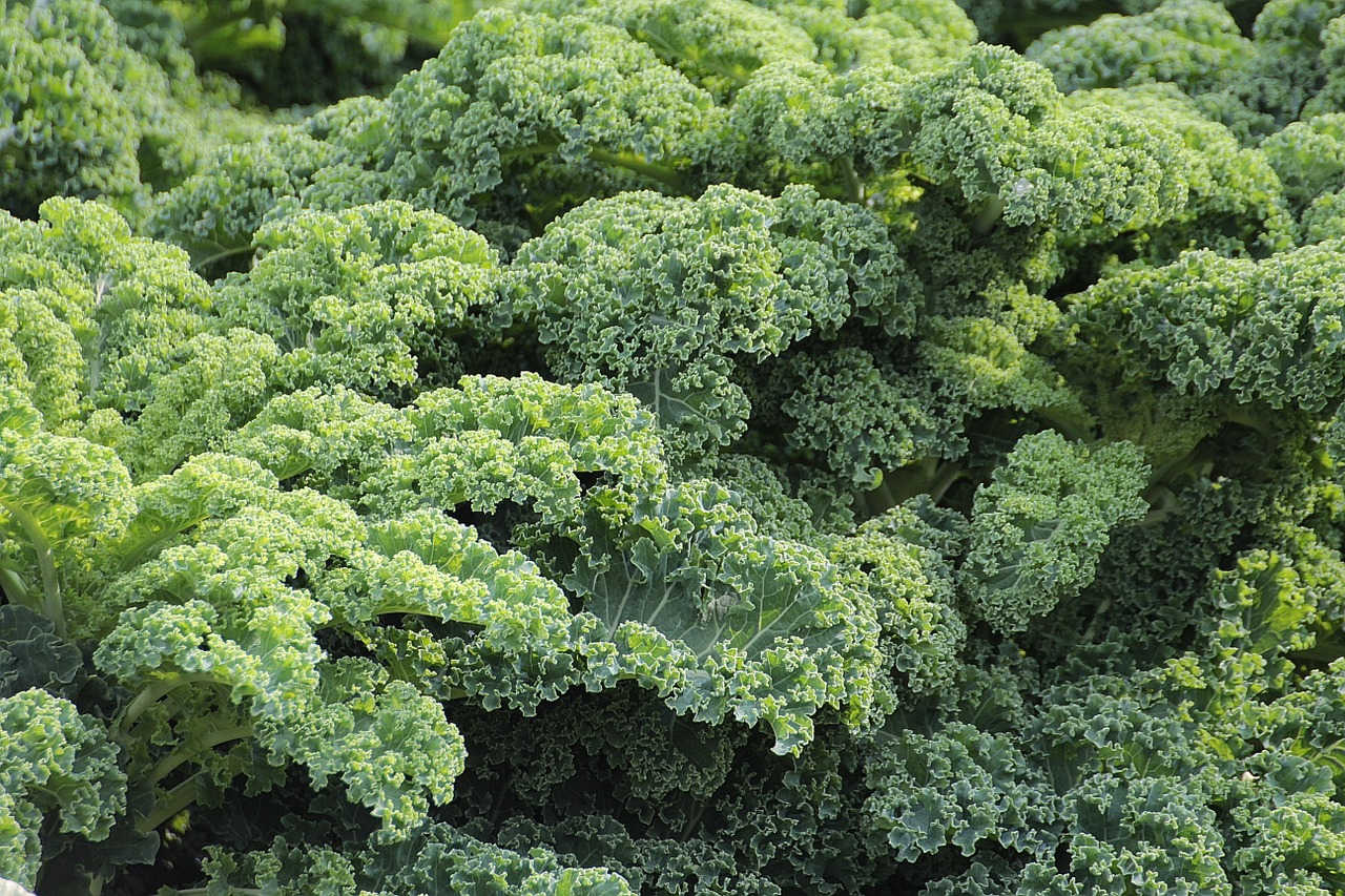 Tanaman Kale