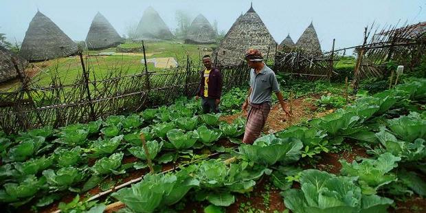 Sistem Eco Farming
