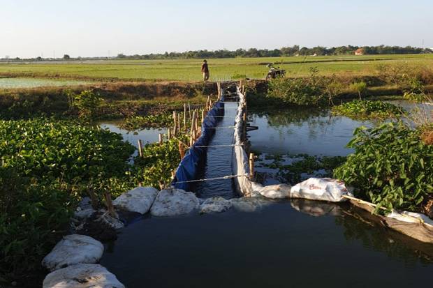 Sodetan sungai petani Indramayu