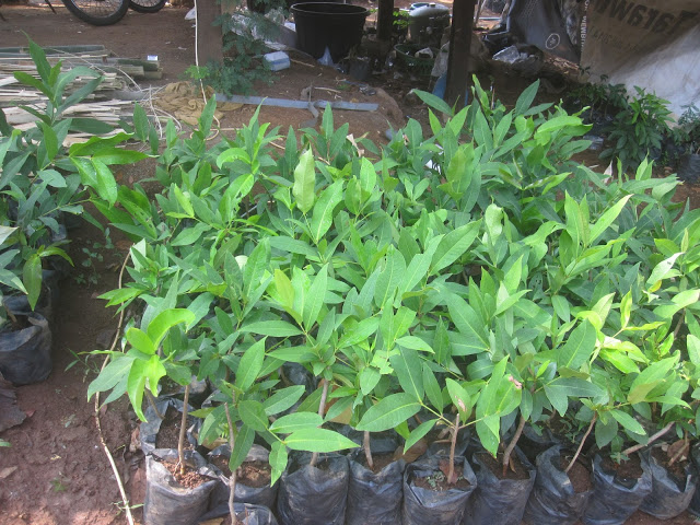 Bibit Tanaman Buah Jambu Madu Deli