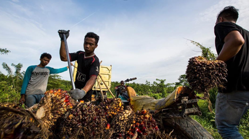 peremjaan lahan sawit