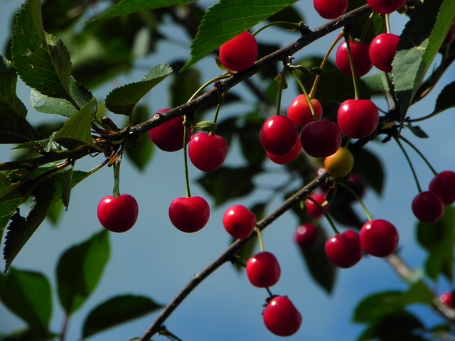 menanam buah cherry