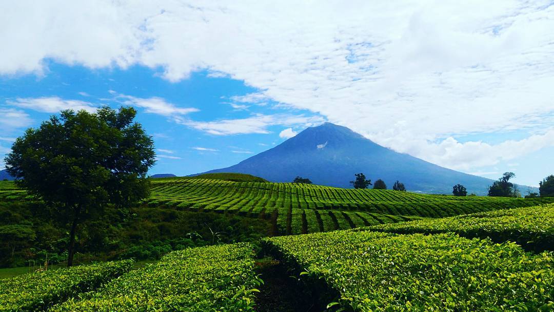 perkebunan teh