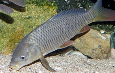 ikan tombro