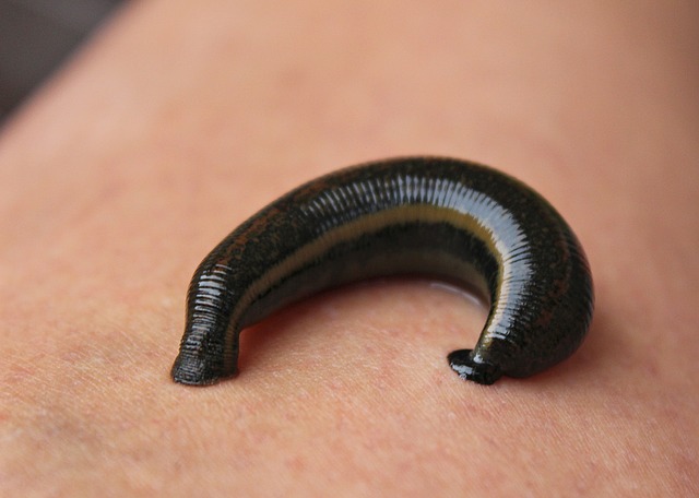 berternak lintah