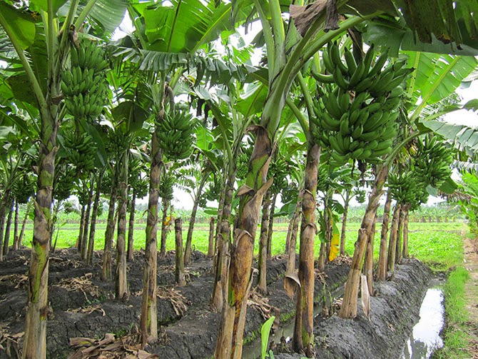 tanaman pisang