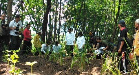 tanam vetiver