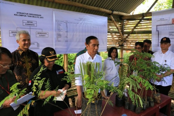 tanam vetiver
