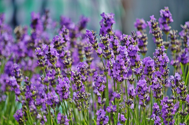 bunga lavender