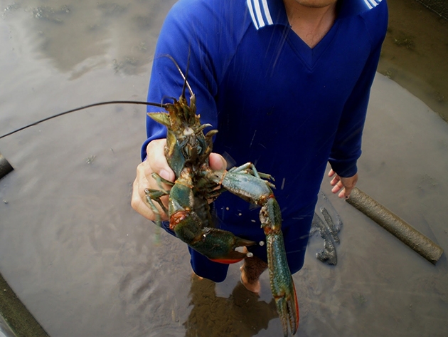 Panduan Lengkap Budidaya Lobster di Air Tawar | Pak Tani Digital