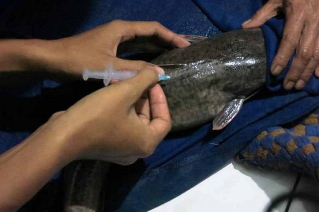 penyuntikan hormon perangsang