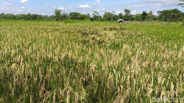 lahan sawah