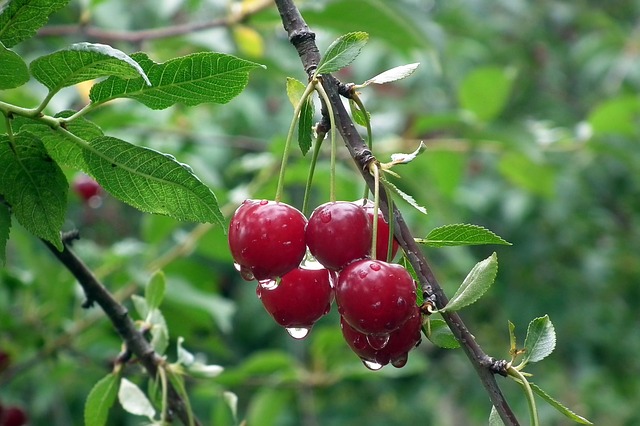 buah cherry