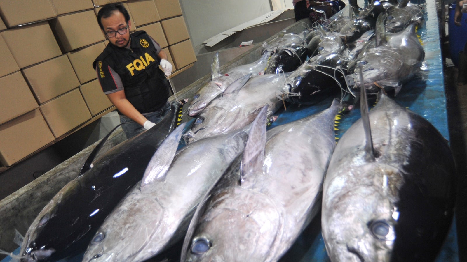 ikan tuna