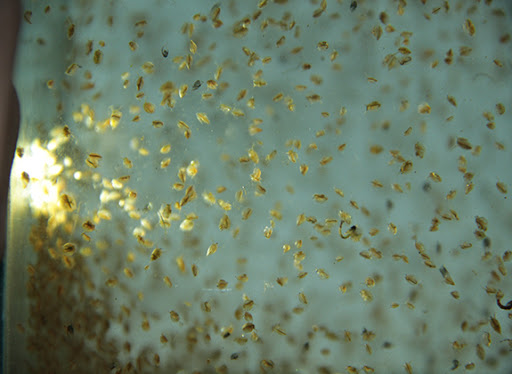 kutu air daphnia