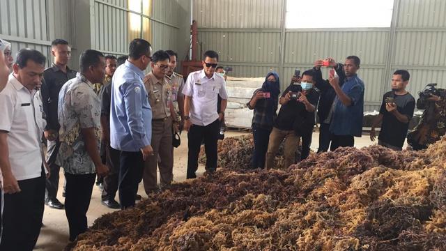 ekspor rumput laut