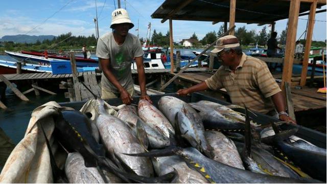 ikan tuna