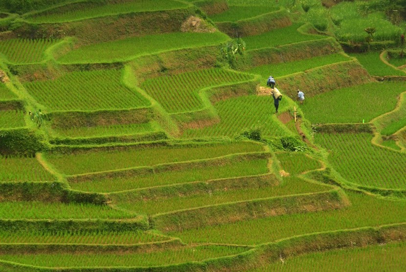 Sukabumi Cegah Alih Fungsi lahan Pertanian | Pak Tani Digital