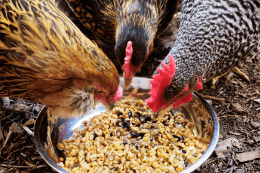 Cara Buat Racikan Pakan Ayam Bangkok Protein Tinggi & Hemat