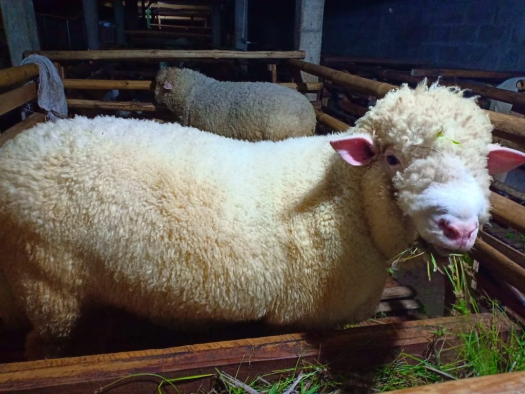 Begini Cara Beternak Domba Merino  Untuk Pemula Pak Tani 