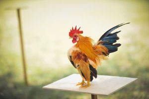 ayam serama