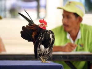 ayam serama gagah