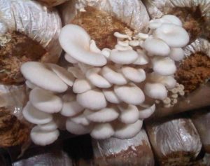 jamur tiram putih
